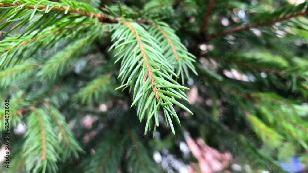 branches Christmas tree close up. branches Christmas tree close up.