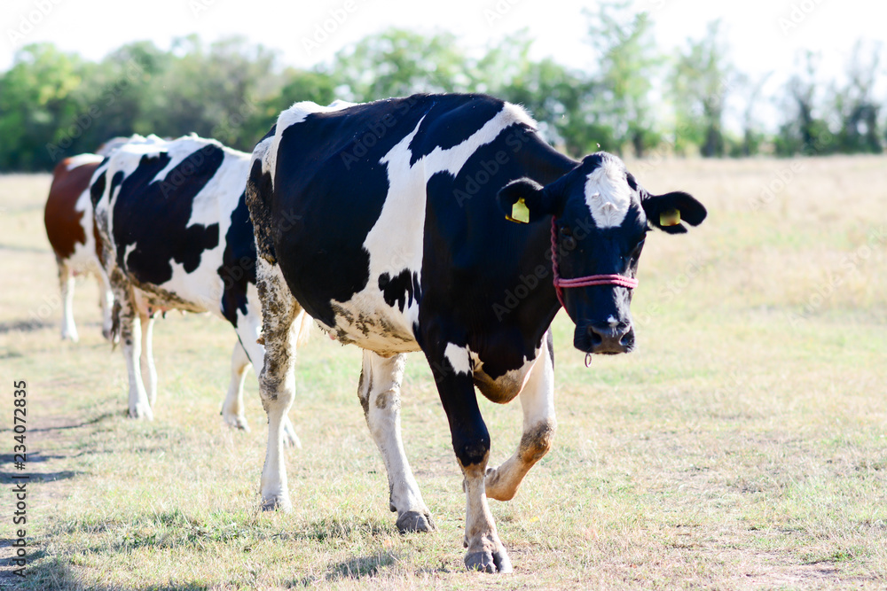 Concept of Cows grazing on pasture. The herd of cows is returned from grazing. Horizontal. happy, retro.