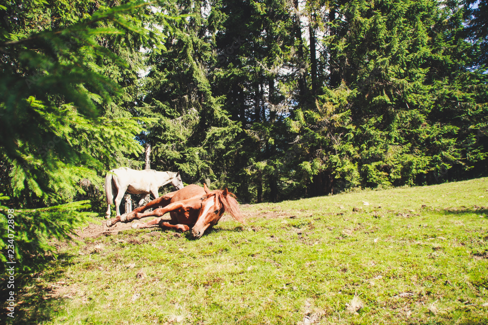 Obraz premium A herd of wild horses in the mountains. Ukrainian Carpathian Mountains. Hills and mountain peaks. Fabulous look.