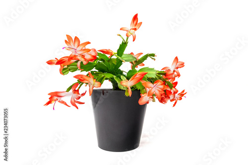 Blooming coral pink Christmas cactus (Schlumbergera), beautiful flower in black pot isolated on white background. Epiphyllanthus, Opuntiopsis, Zygocactus photo