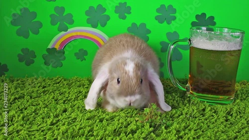 Saint Patrick day animal pet concept