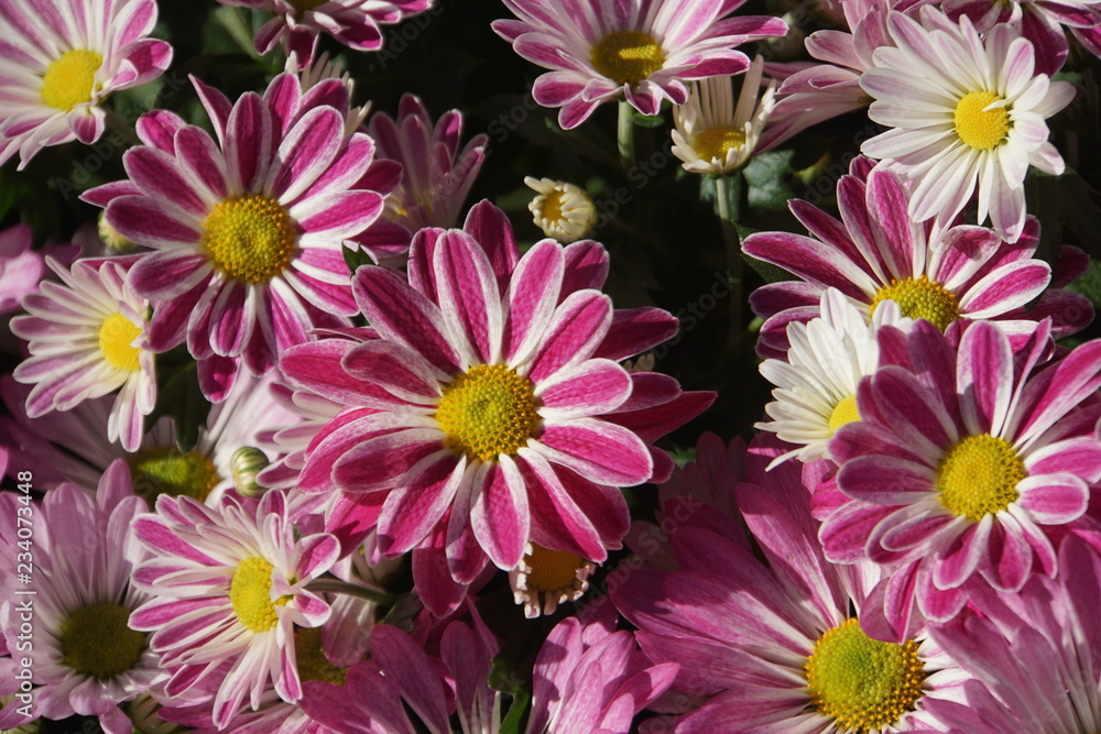 Fototapeta premium Flower