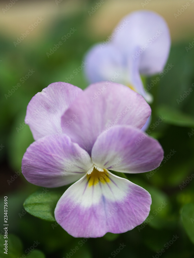 Obraz premium ビオラ