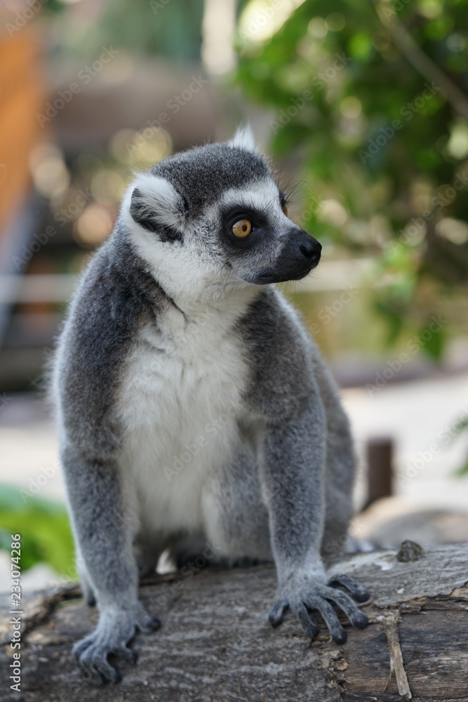 Obraz premium ワオキツネザル