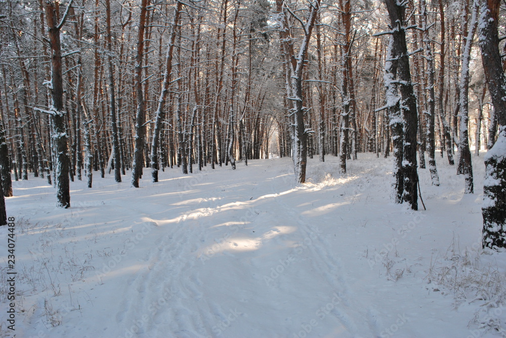 snowy forest road snowy forest road