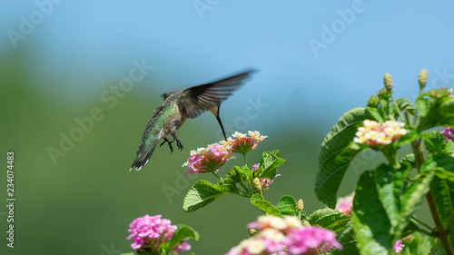 Loving the Lantana