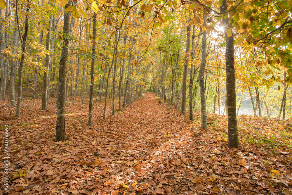 Naklejka premium Autumnal Colors I
