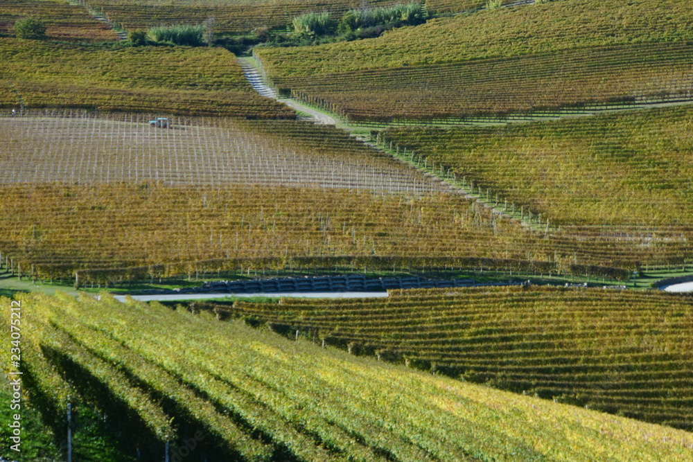 Vineyard 2 Vineyard 2