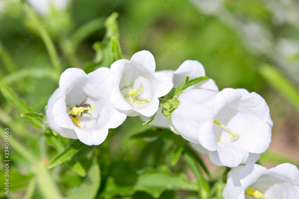 White bells in the garden White bells in the garden
