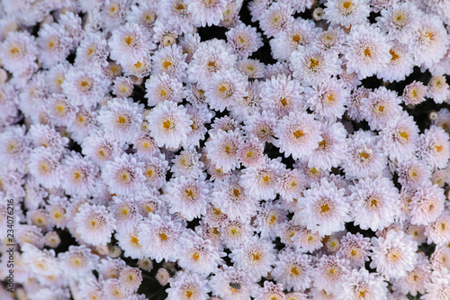 Light pink chrysanthemum flowers close up. Floral background.