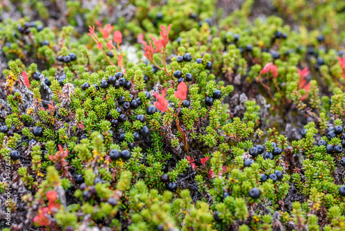 Crowberry in its natural form in the forest