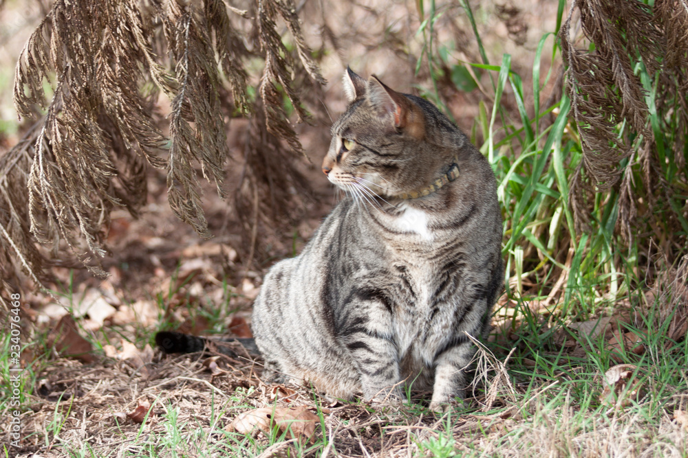 Cat outdoors -Tabby 