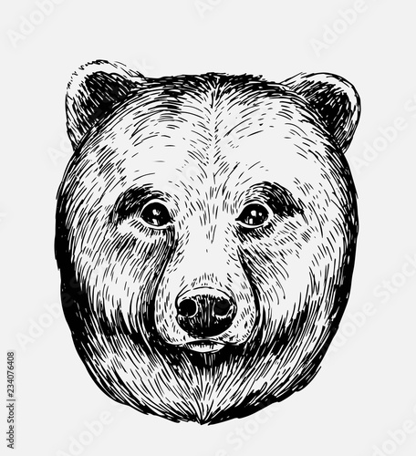 Sketch of bear. Hand drawn illustration converted to vector