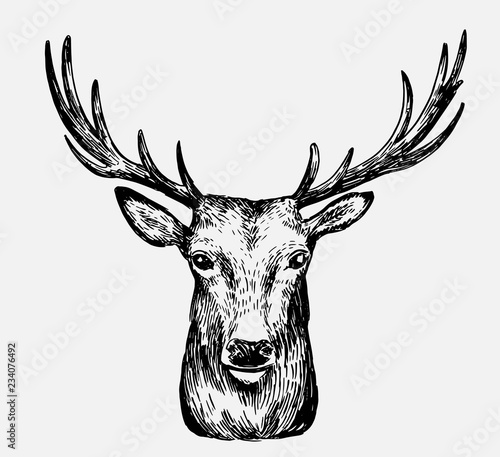 Sketch of deer. Hand drawn illustration converted to vector