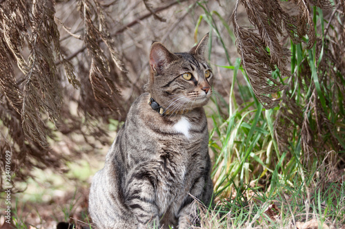 Cat outdoors -Tabby 