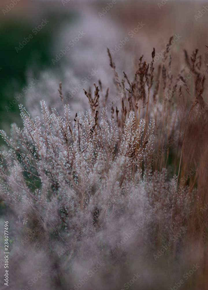 Fototapeta premium dried grass in the meadow with blurred background