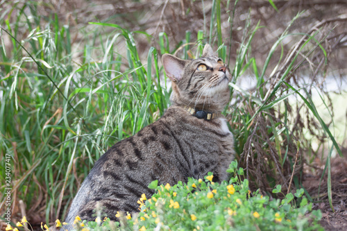 Cat outdoors -Tabby 