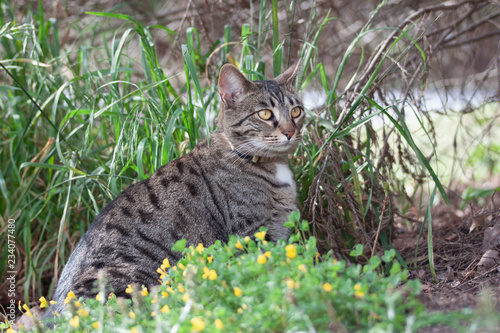 Cat outdoors -Tabby 