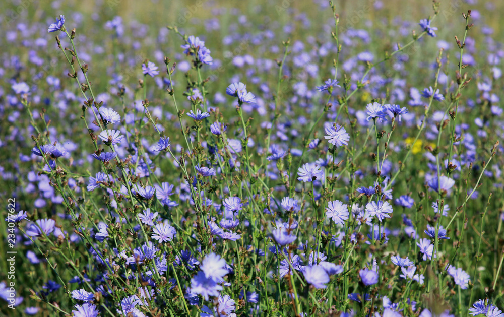 summer meadow with flowers of chicory