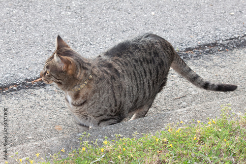Cat outdoors -Tabby 