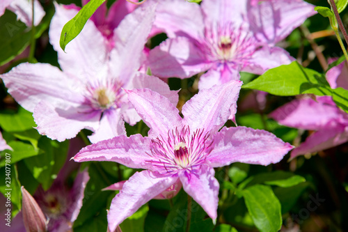 Lilac clematis blooms in the garden