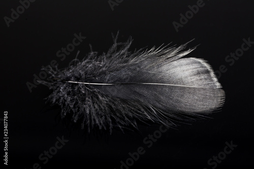 Single black feather on black background.