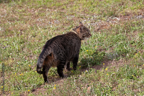 Cat outdoors -Tabby 