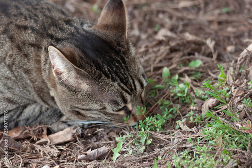 Cat outdoors -Tabby 