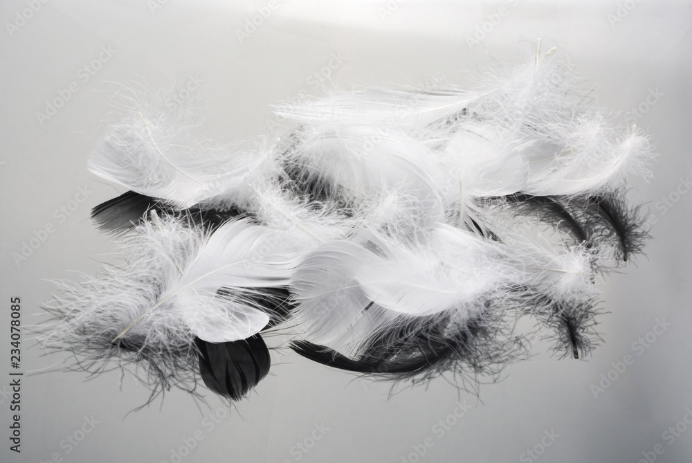 Obraz premium Closeup of white feather on black background