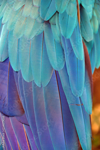 Multicolored feathers of tropical parrot, Background of beautiful colorful feathers of macaw bird with purple and blue colors.