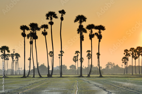 Beautiful scenery of sugar palm trees in rice field in Thailand at sunrise.