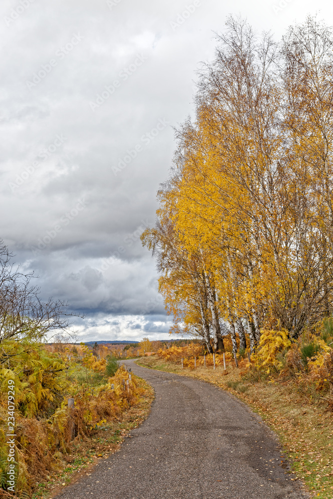Fototapeta premium Route de campagne en automne