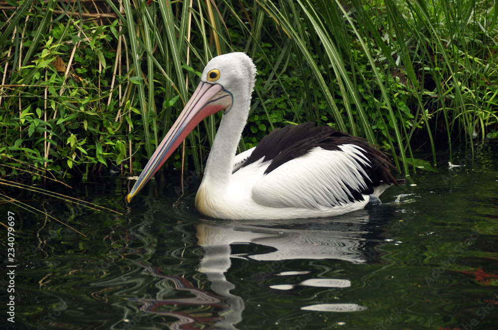 Swimming beautiful pelican in pond, Single white pelican bird swimming alone in water of tropical pond Swimming beautiful pelican in pond, Single white pelican bird swimming alone in water of tropical pond
