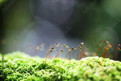 close up of sphagnum moss in rain forest background.