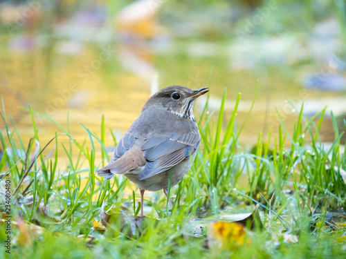 Hermit Thrush