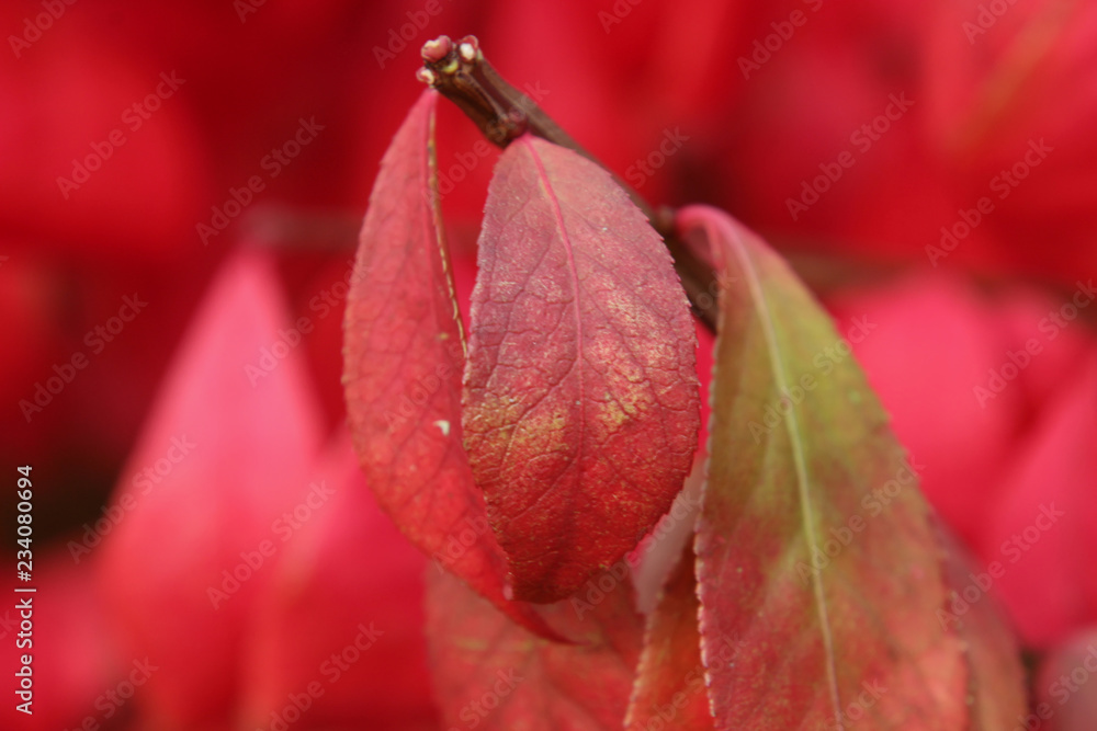 Red Leaves Close Up Red Leaves Close Up