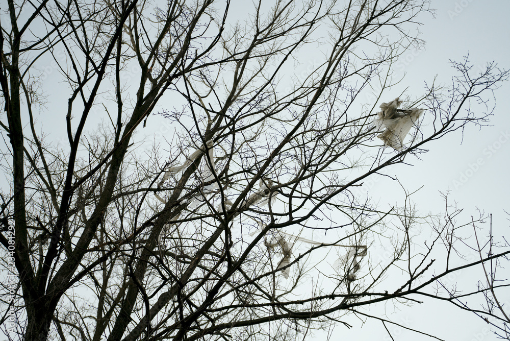 Tree with garbage (plastic foil) on branches Tree with garbage (plastic foil) on branches