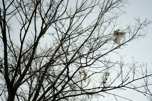 Tree with garbage (plastic foil) on branches