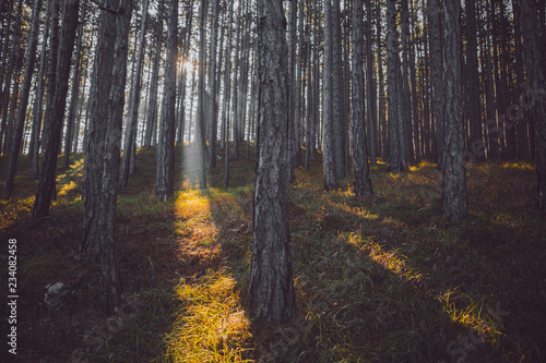 Ray of Light in the Forest