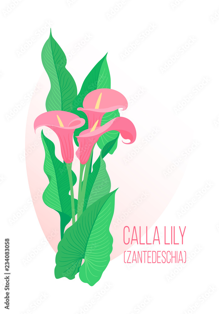 Color graphic drawing of bouquet of festive, glamour southern pink calla lily flowers with large green leaves, for design, cards, invitation to events. Vector illustration, isolated on background. Color graphic drawing of bouquet of festive, glamour southern pink calla lily flowers with large green leaves, for design, cards, invitation to events. Vector illustration, isolated on background.