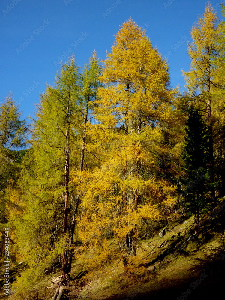 Fototapeta premium fall