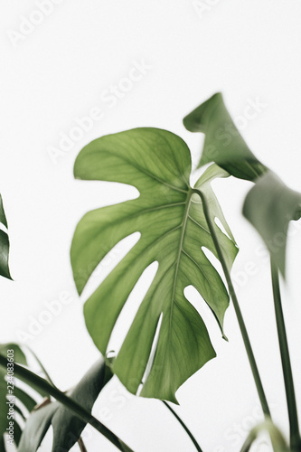 monstera-palmowy-lisc-na-bialym-tle
