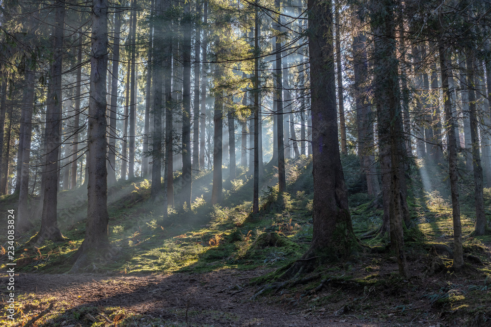 Naklejka premium Wald