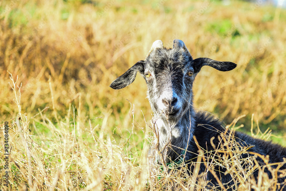 Fototapeta premium A gray goat lies in the grass and looks into the camera on a pasture.