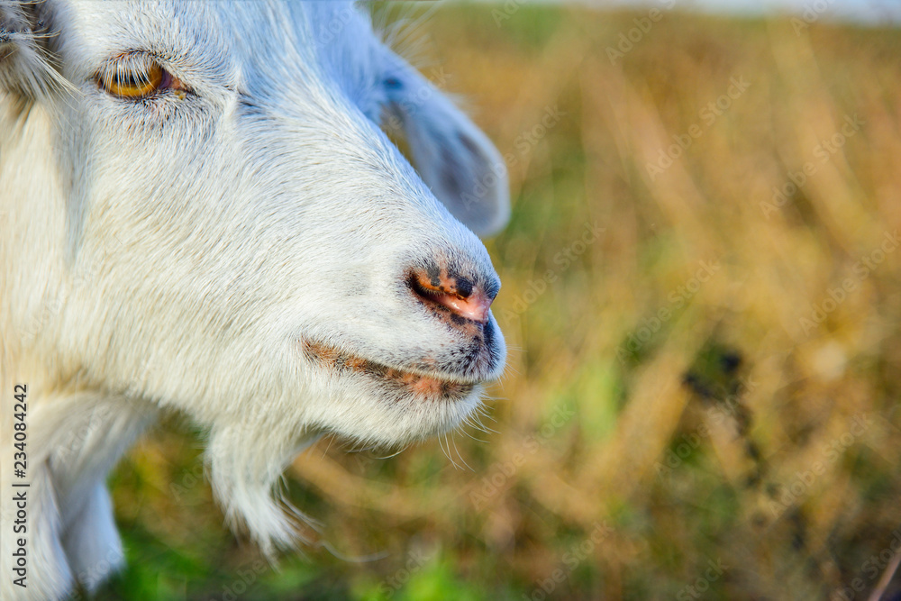 A close-up portrait of a white goat with long ears looking into the camera on the grass. A close-up portrait of a white goat with long ears looking into the camera on the grass.