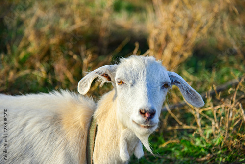 A white goat with long ears looks into the camera on the grass.