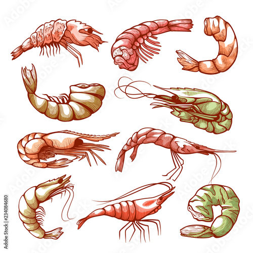 Shrimp hand drawn sea and seafood symbol