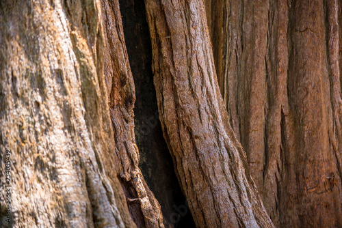 Drei Mammutbaumstämme versetzt hintereinander, sequoia national park, kalifornien, usa