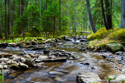 Mountain river flowing through the green forest. Stream in the wood.