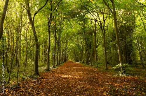 Woody Path, Cambridge, UK photo